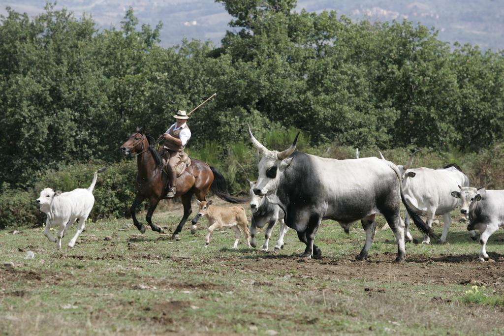 Agriturismo La Forra คาวริเลีย ภายนอก รูปภาพ